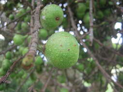 Image of Broom-cluster fig