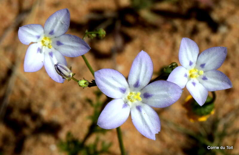 Image of Wahlenbergia annularis A. DC.