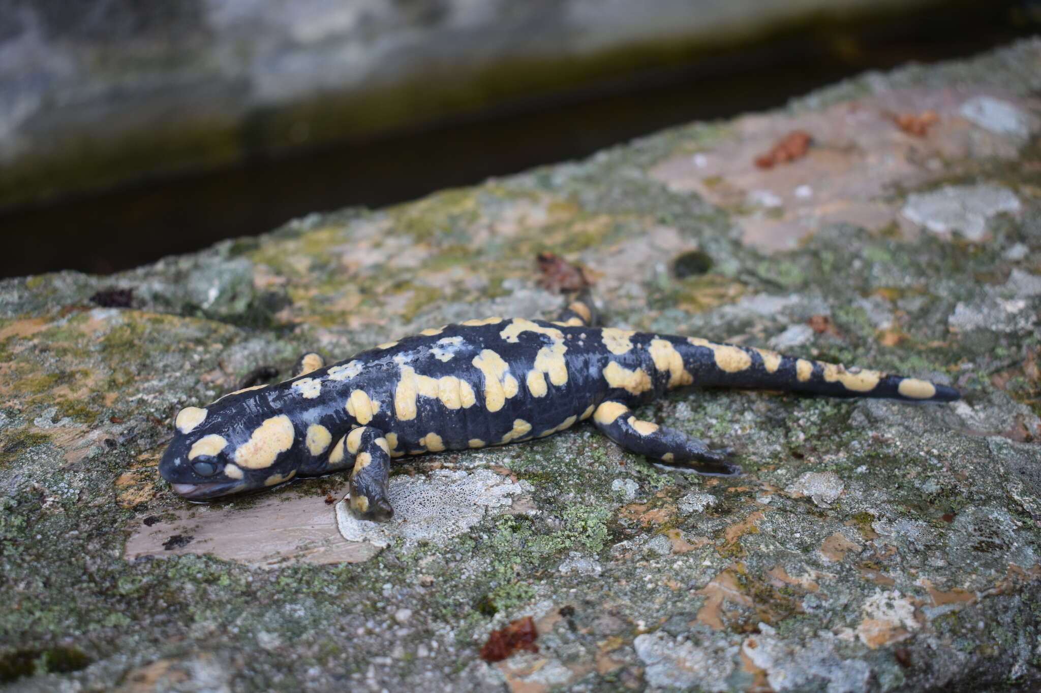 Salamandra longirostris Joger & Steinfartz 1994的圖片