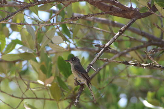 Image of Cuban Pewee