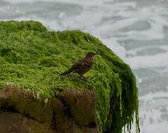 Image of Peruvian Seaside Cinclodes