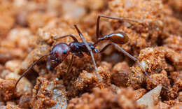 Image de Ocymyrmex kahas Bolton & Marsh 1989