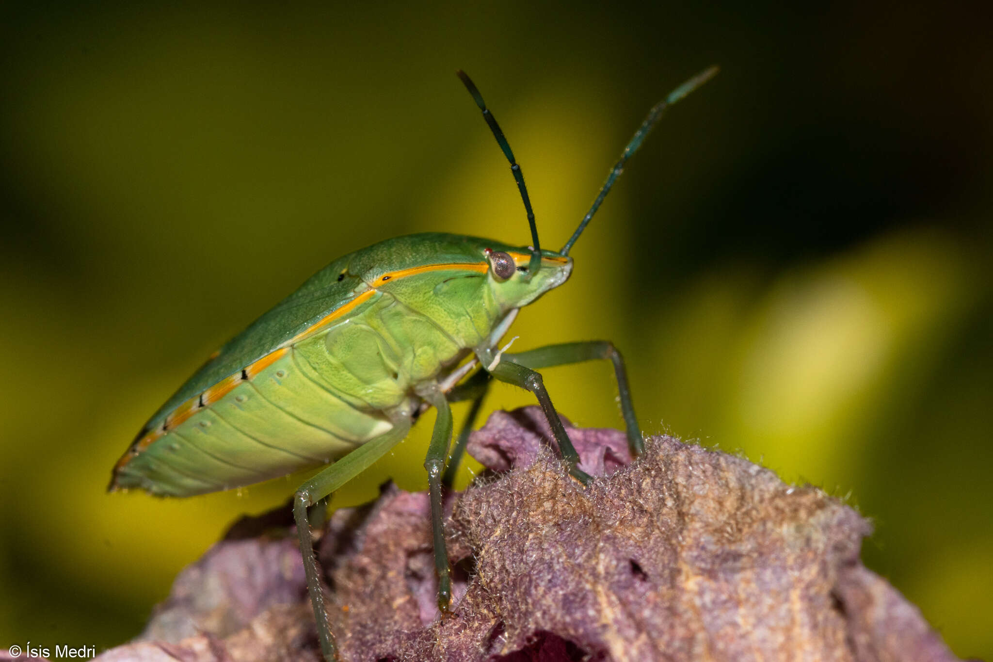 Imagem de <i>Chinavia impicticornis</i>