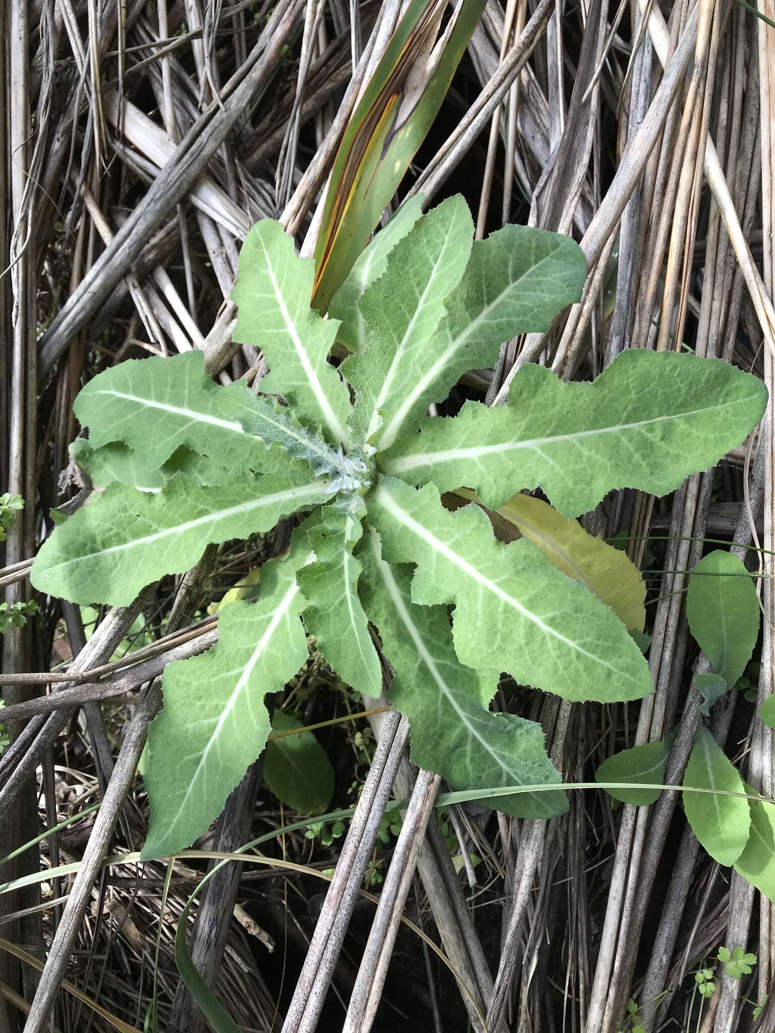 Imagem de Sonchus kirkii B. G. Hamlin