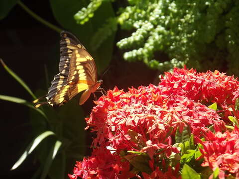 Image de Papilio homothoas Rothschild & Jordan 1906