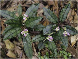 Image of Polygala arcuata Hayata