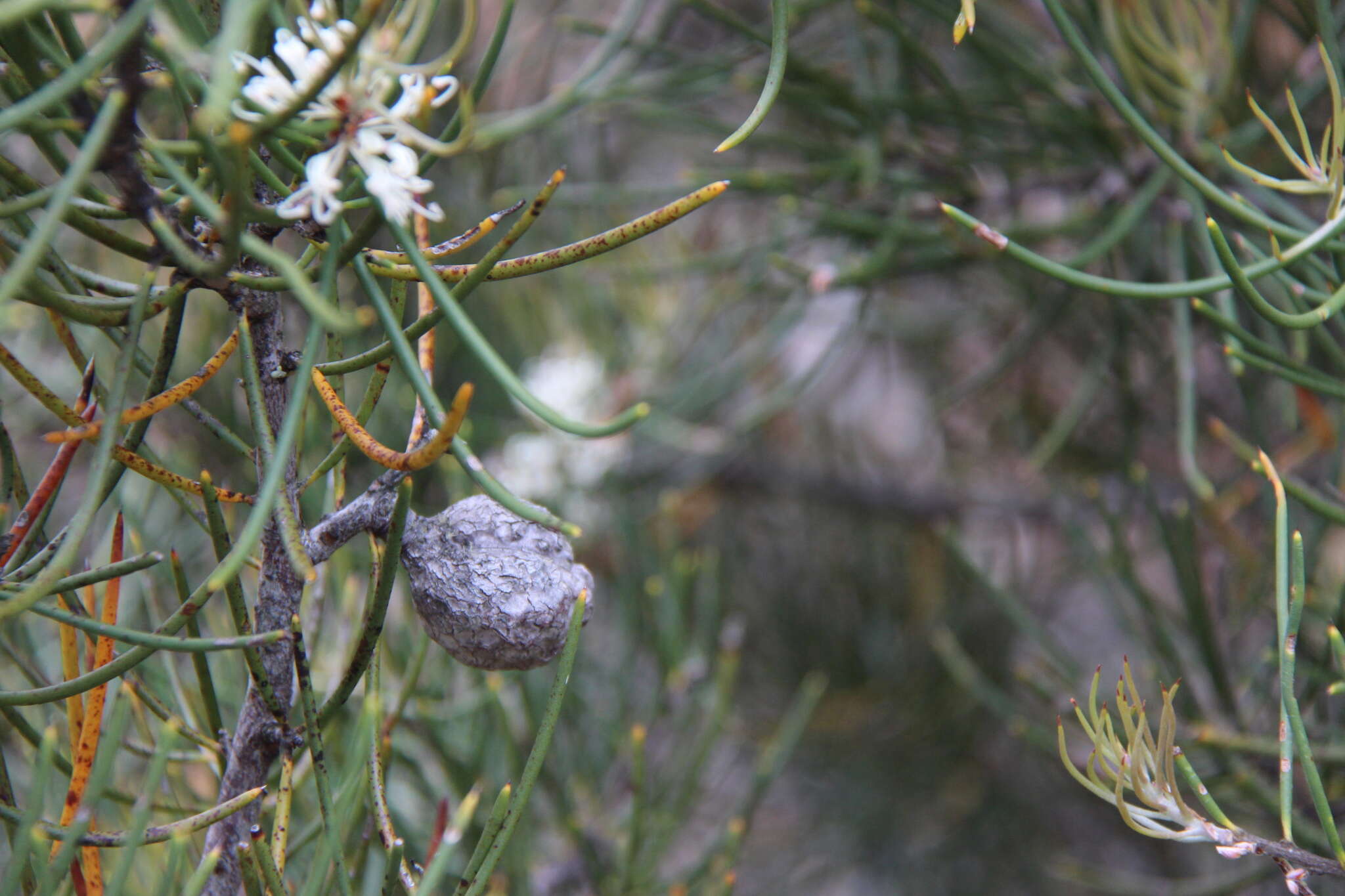 Image of Hakea lissosperma R. Br.