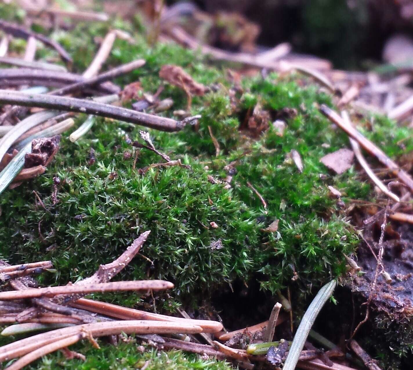 Image of anacamptodon moss