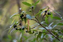 Image of Frangula mucronata (Schlechtend.) Grubov