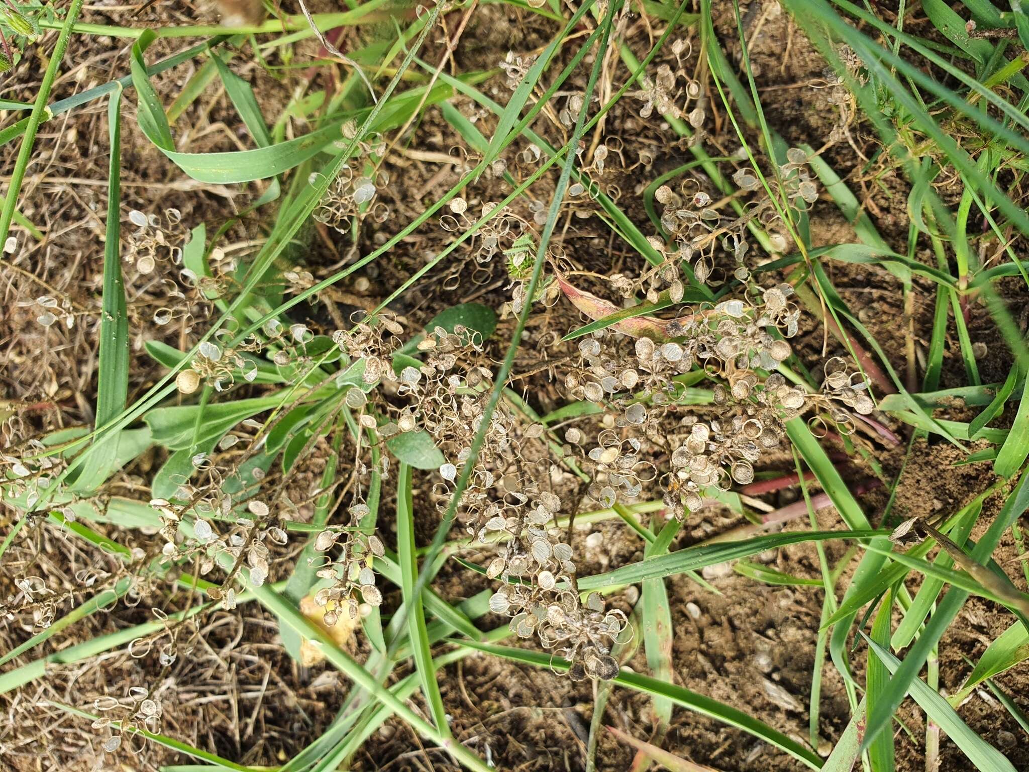 Image de Alyssum montanum subsp. gmelinii (Jord. & Fourr.) Hegi & E. Schmid