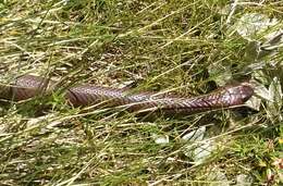 Image of Cape cobra