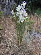 Image of ever-flowering gladiolus