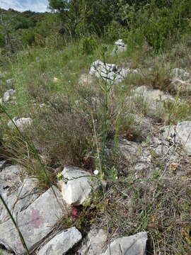 Слика од Linum strictum L.