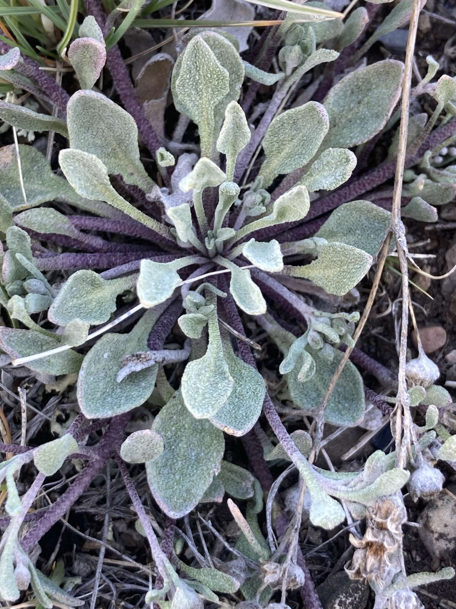 Image of Physaria arenosa (Richardson) O'Kane & Al-Shehbaz