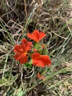 Image of Crossandra greenstockii S. Moore