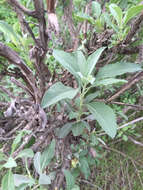 Image of white sage