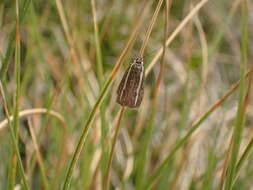 صورة Orocrambus catacaustus Meyrick 1885