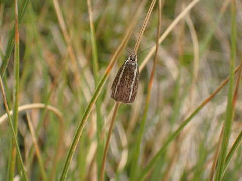 صورة Orocrambus catacaustus Meyrick 1885