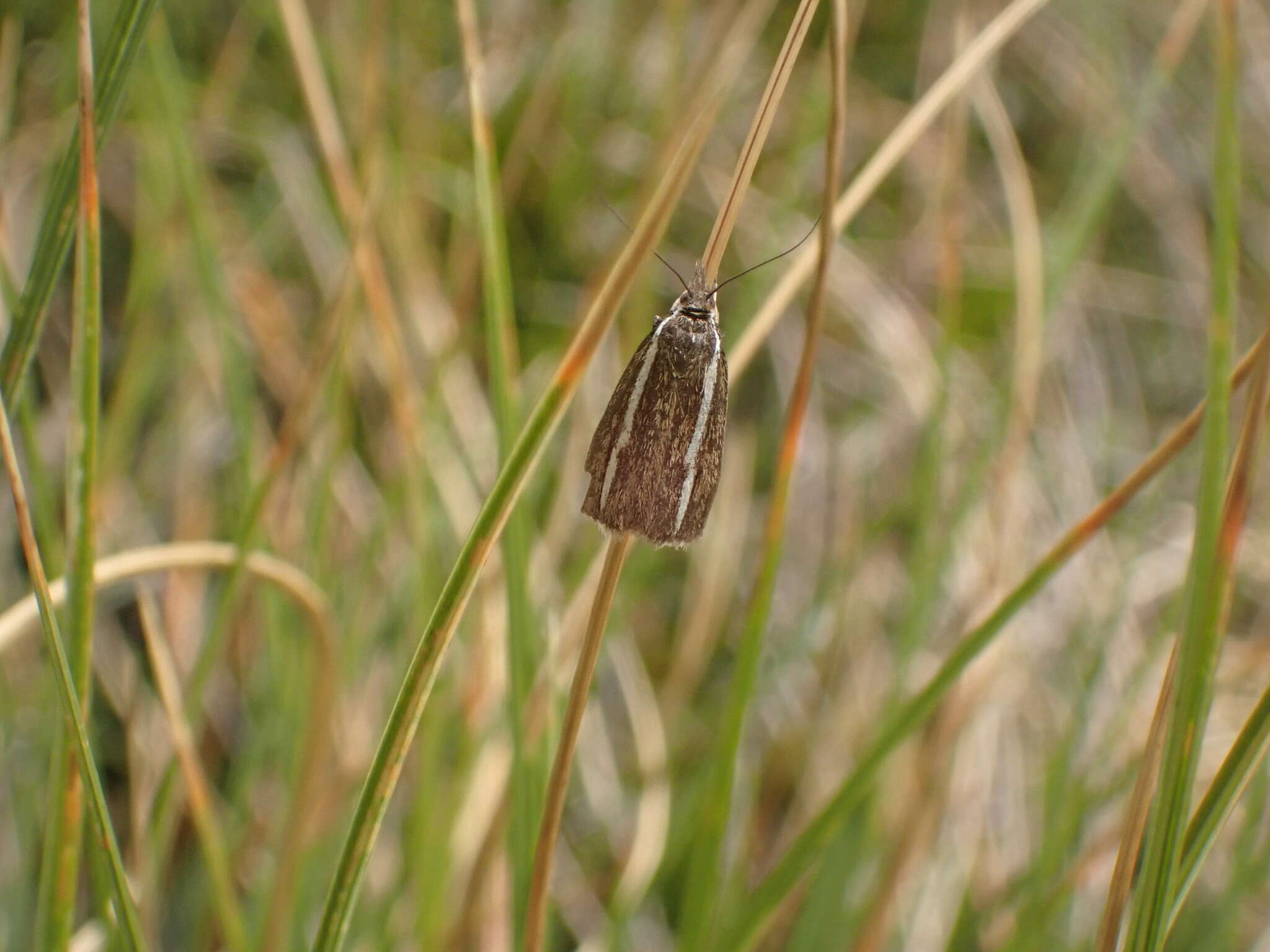 Image of Orocrambus catacaustus Meyrick 1885