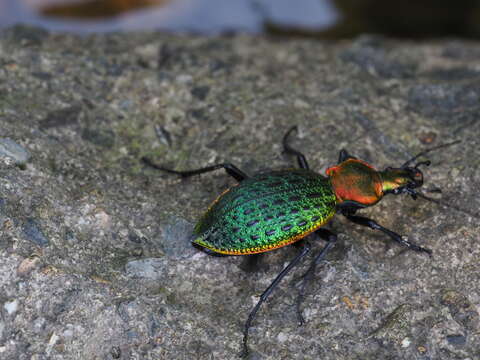 Image of Carabus (Coptolabrus) lafossei Feisthamel 1845