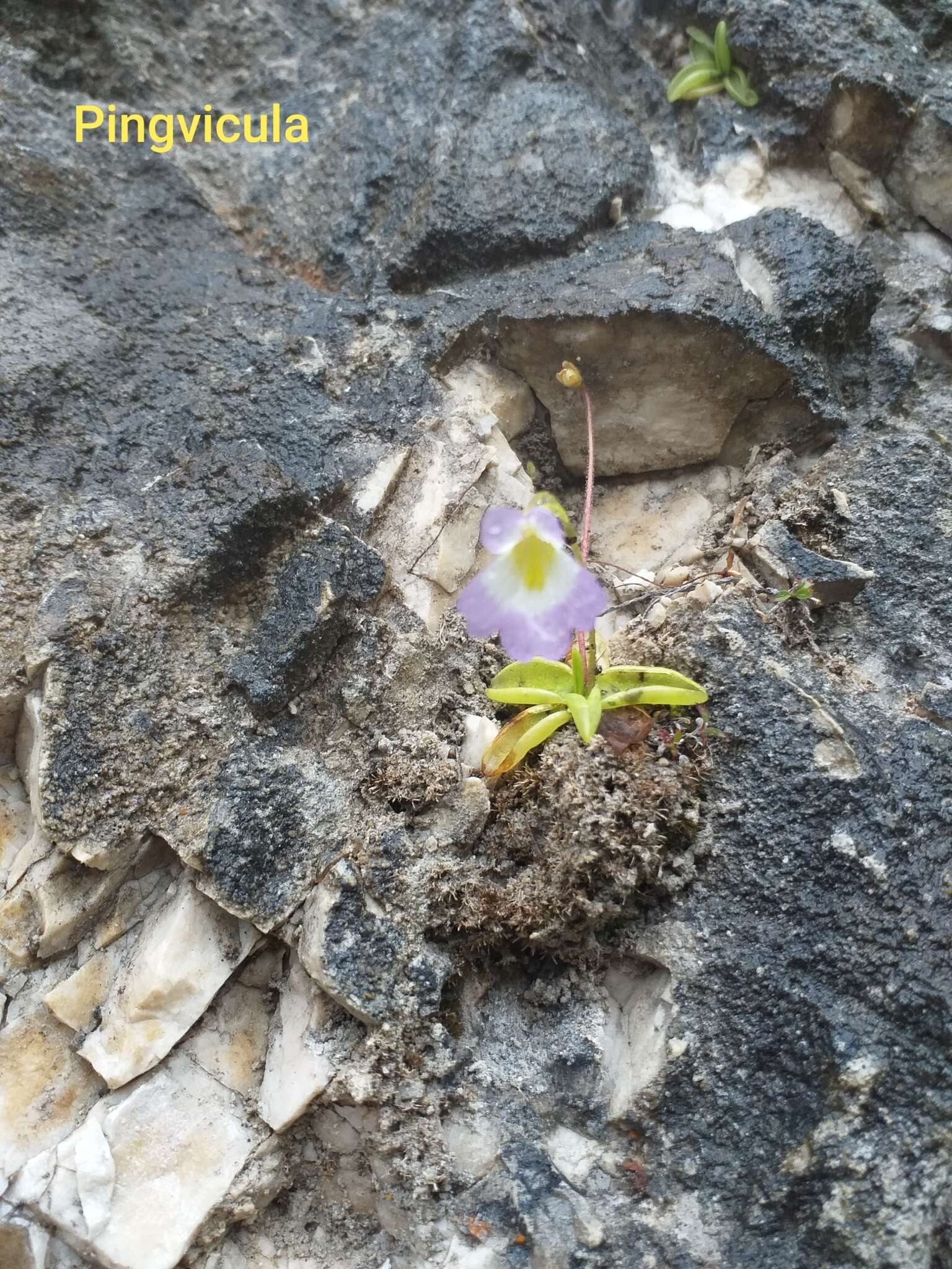 Image of Pinguicula crystallina subsp. hirtiflora (Ten.) A. Strid