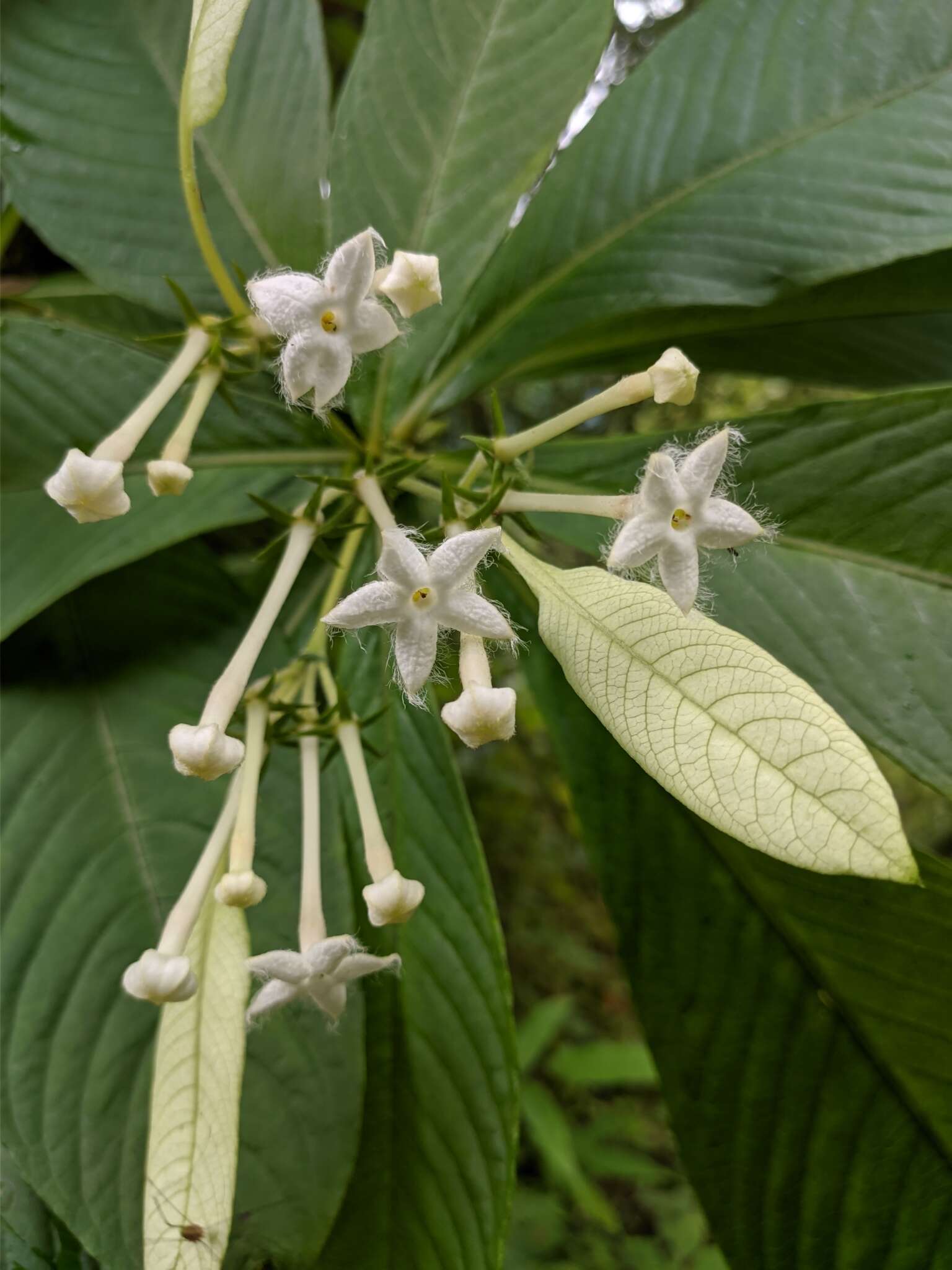 Image of Neohymenopogon parasiticus (Wall.) Bennet