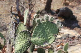 Opuntia setocarpa的圖片