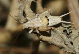 Image of Zebra Scaly Cricket