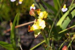 Image of Ceratandra bicolor Sond. ex Bolus