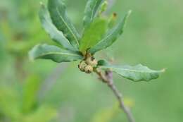 Слика од Quercus sebifera Trel.