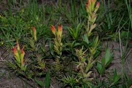 Image of Castilleja moranensis Kunth