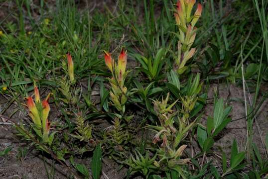 Image of Castilleja moranensis Kunth