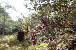 Image de Pittosporum bicolor Hook.