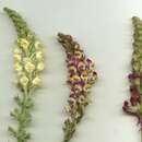 Image de Linaria multicaulis (L.) Mill.