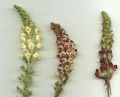 Image of Linaria multicaulis (L.) Mill.