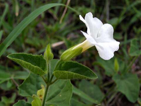 Image of Thunbergia dregeana Nees