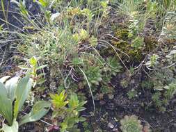 Image of Sempervivum caucasicum Rupr. ex Boiss.