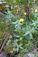 Image of Horned Dandelion