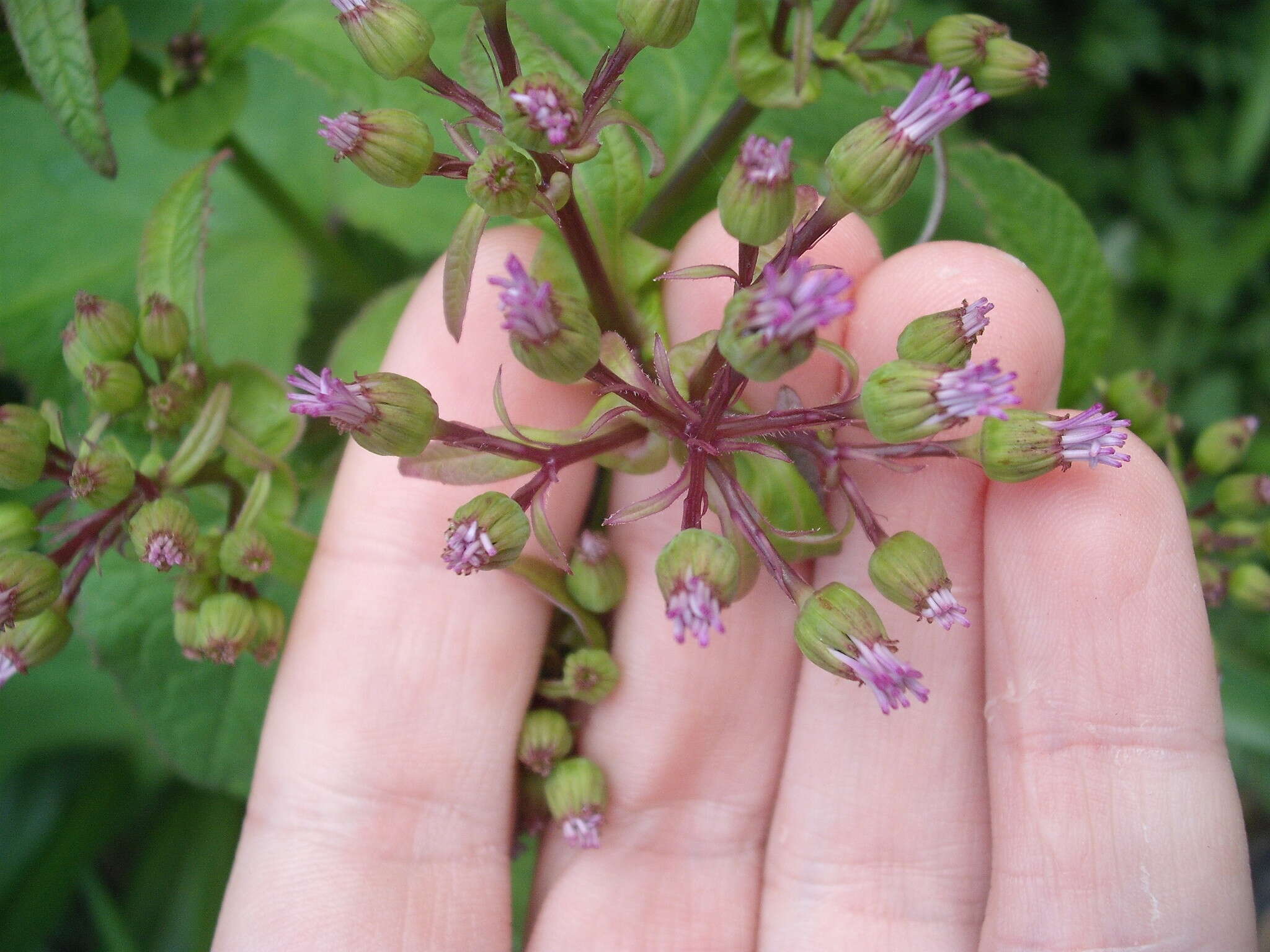 Sivun Pericallis hybrida B. Nord. kuva