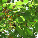 Image of Ficus melinocarpa Bl.