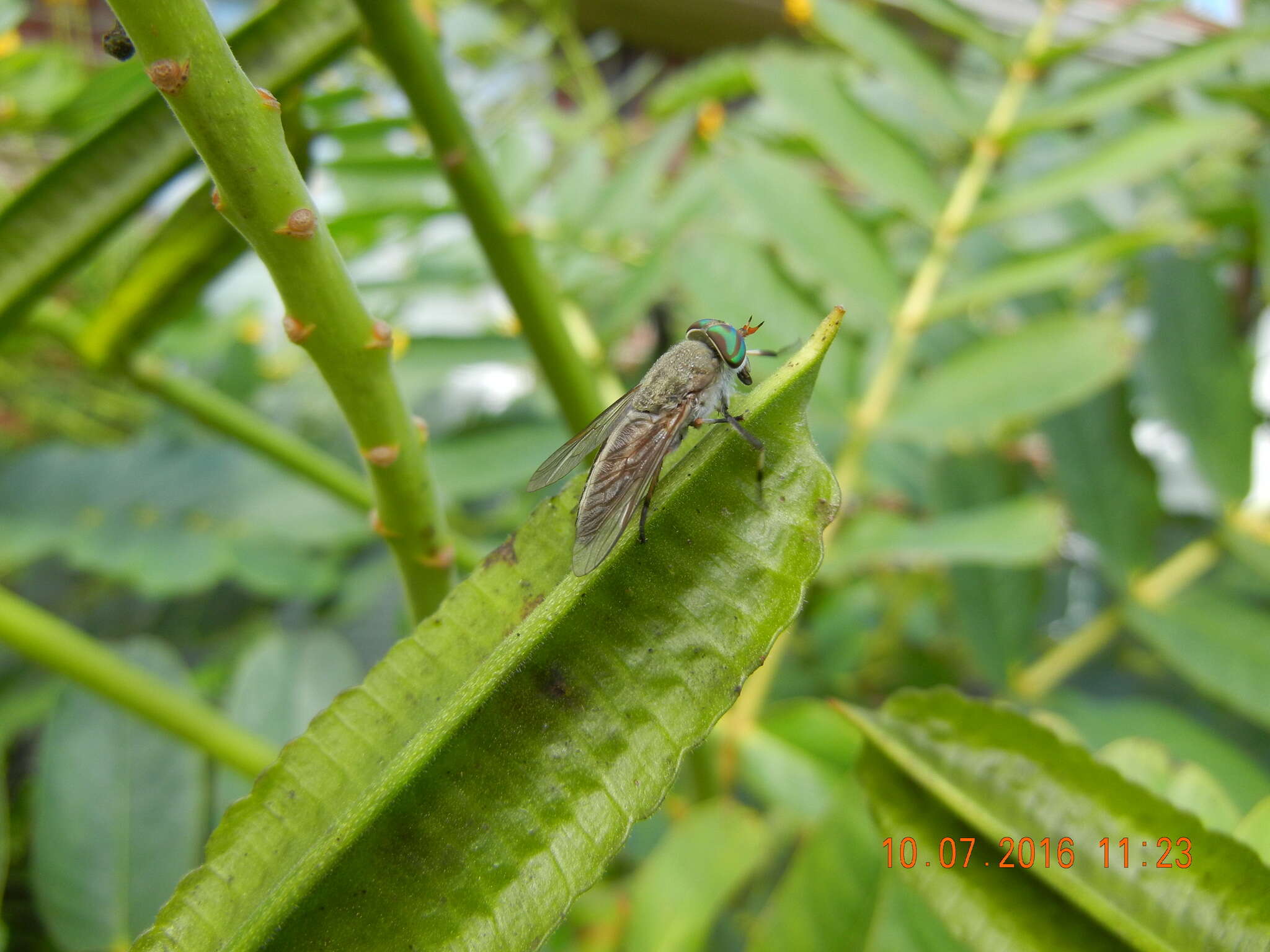 Image of Striped Horse Fly