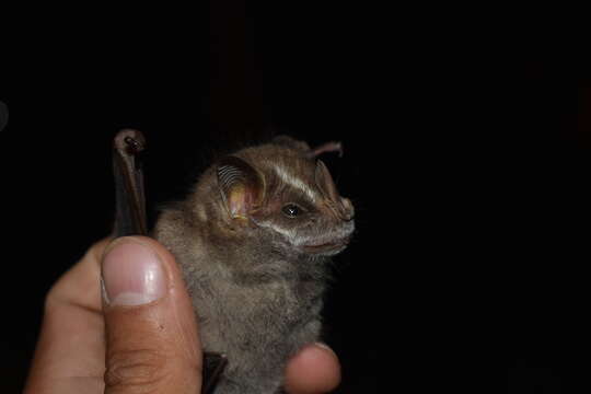 Image of Salvin's Big-eyed Bat