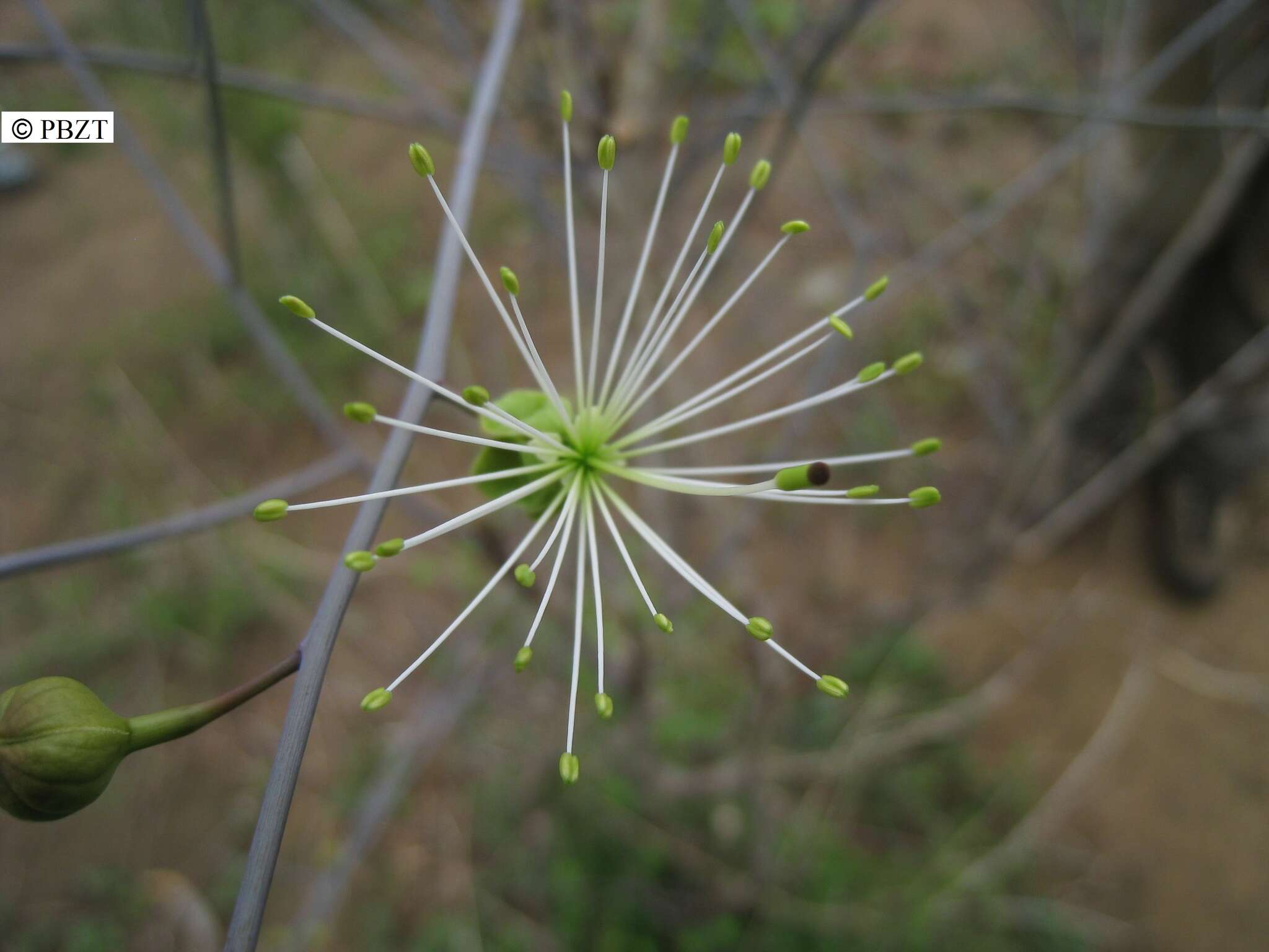 Image de Maerua filiformis Drake