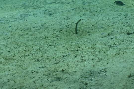 Image of Yellow Garden Eel