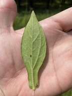 Image of Rudbeckia terranigrae