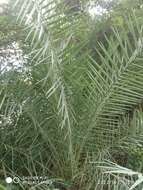 Image of wild date palm