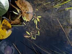 Image of Snail-Seed Pondweed