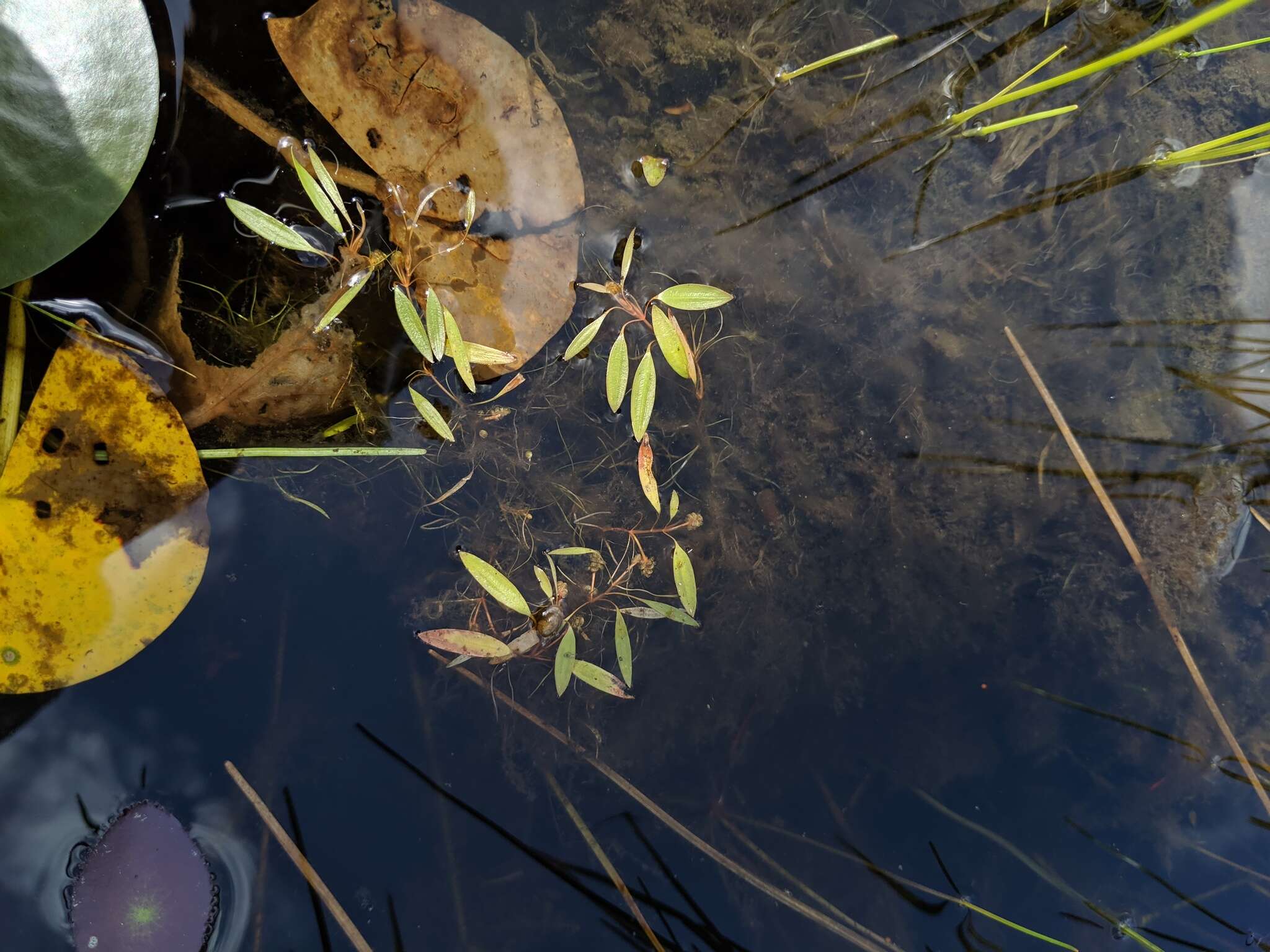 Image of Snail-Seed Pondweed