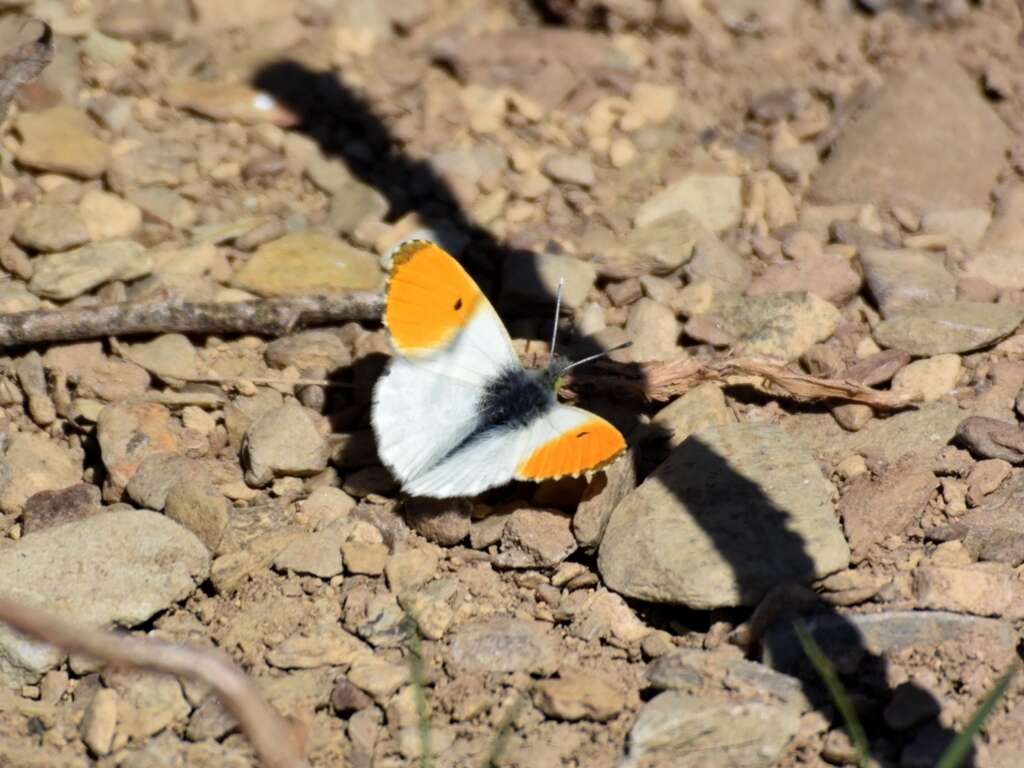 Image of orange tip