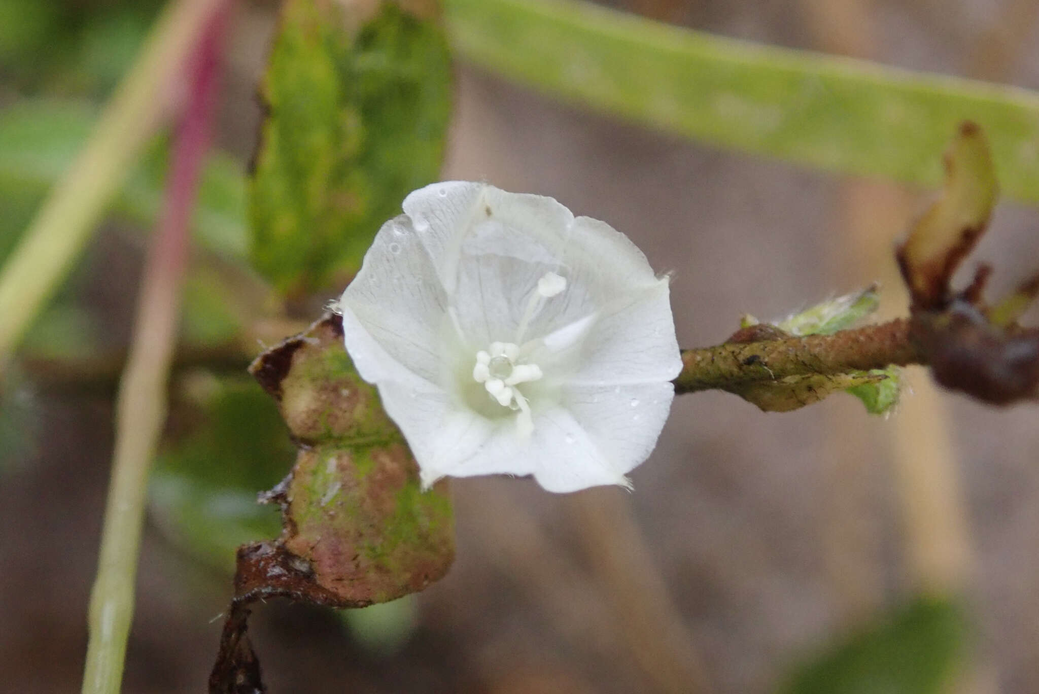 Image of Ipomoea chloroneura Hall. fil.